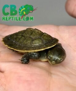 Krefft’s Turtle for sale
