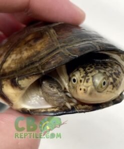 West African Side Necked Turtle