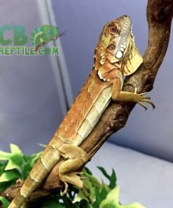 Red Iguana for sale