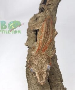 Orange Stripe Female Gargoyle Gecko
