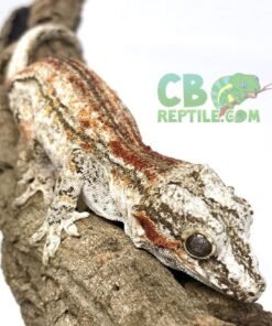 Red/Orange Striped Phantom Eye Male Gargoyle Gecko