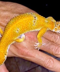 Electric Tangerine Leopard gecko