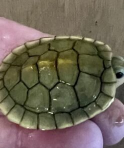 Caramel Albino Slider Turtle