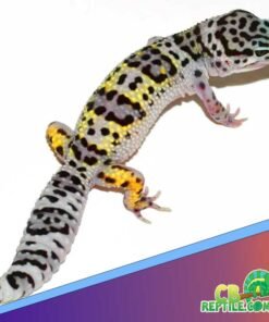 Mack Snow Leopard gecko for sale