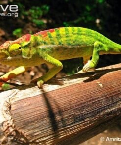 Petters Chameleon for sale