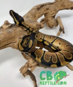Normal Ball Python for sale