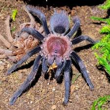 Roatan Island Purple tarantula