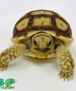 Sulcata tortoise