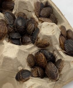 100 dubia roaches