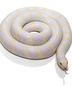Albino California King Snake