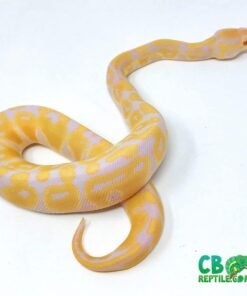 Albino Ball Python