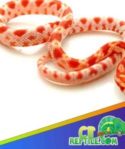 Albino Corn Snake
