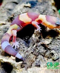 Albino African Fat Tailed Gecko for sale