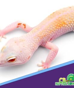 Albino Leopard gecko for sale