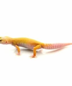 albino Leucisitic Leopard gecko