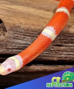 Albino Milk Snake for sale