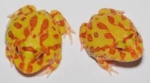 Albino Pacman Frog for sale