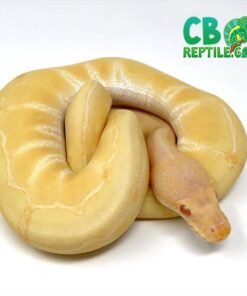 Albino Pinstripe Ball Python for sale