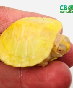 Albino Red Eared Slider Turtle