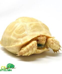 Albino Sulcata tortoise for sale