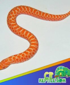 Albino Western Hognose Snake