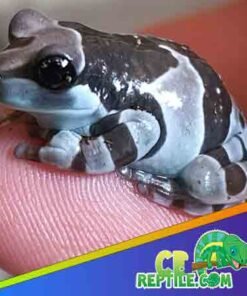 Amazon milk Frog