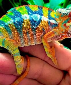 Baby Panther Chameleon for sale