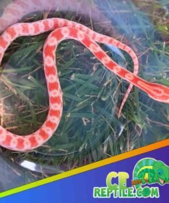 Amelanistic Corn Snake