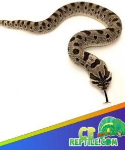 Anaconda Western Hognose Snake