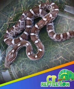 Anerythristic Corn Snake
