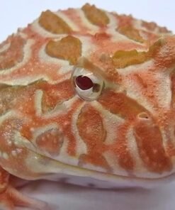 Apricot Pacman Frog for sale