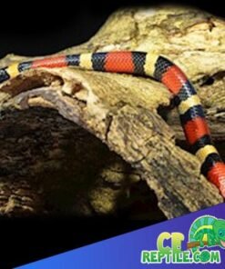 Apricot Pueblan Milk Snake for sale