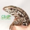 red argentine tegu for sale