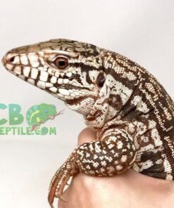 red argentine tegu for sale