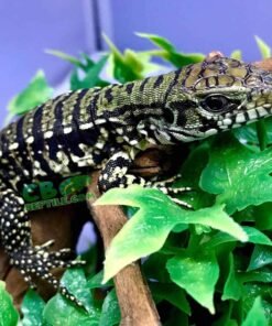 Black and White Argentine Tegu for sale