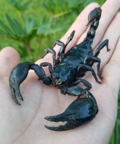 Asian forest scorpion