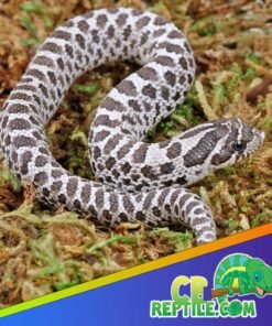 Axanthic Western Hognose Snake