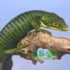 Abronia Graminea for sale