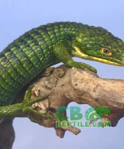 Abronia Graminea for sale