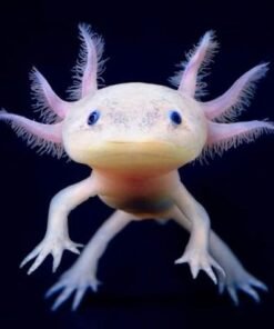 Axolotl for sale