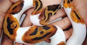 baby ball pythons for sale