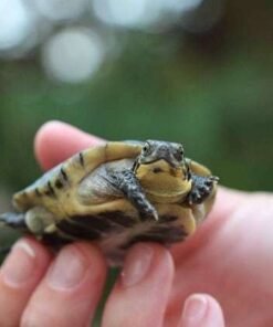Blanding’s turtle for sale