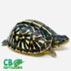 Ornate Box Turtle for sale