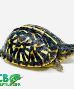 Ornate Box Turtle for sale