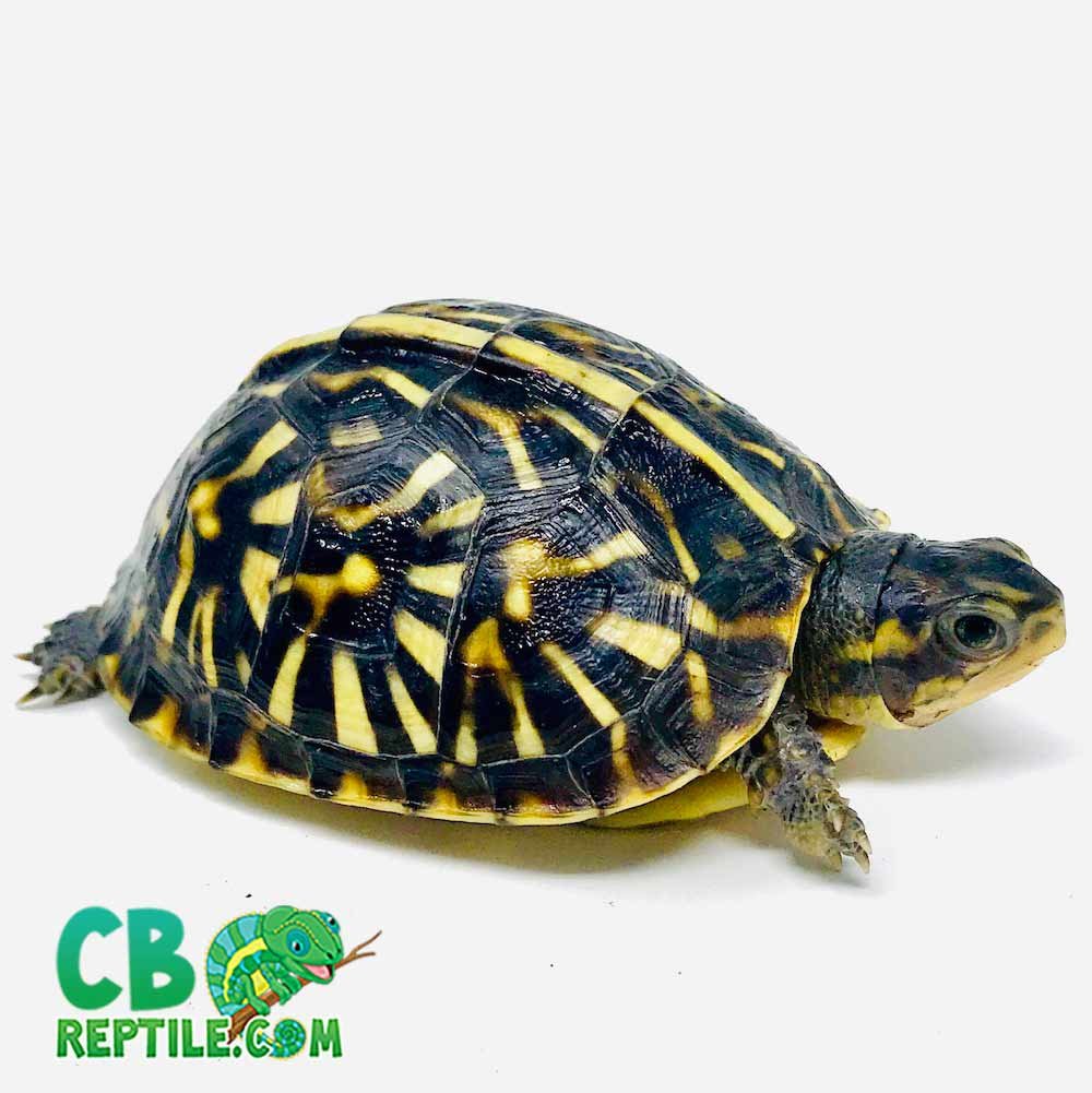 Ornate Box Turtle for sale
