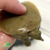 Spiny Softshell turtle