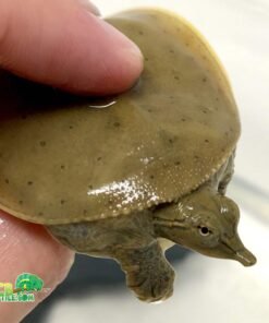 Spiny Softshell turtle