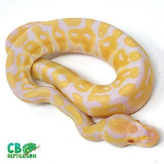 ball python breeders