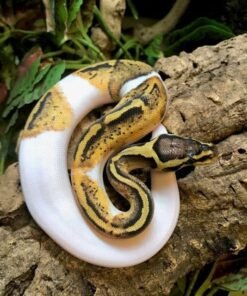 Pastel pied ball python