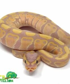 banana ball python